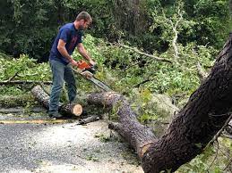 Best Tree Removal Service  in Saddle River, NJ